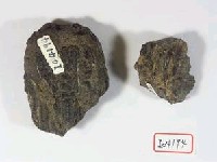 藏品(臺灣猛瑪象齒板及乳齒各一枚)的圖片
